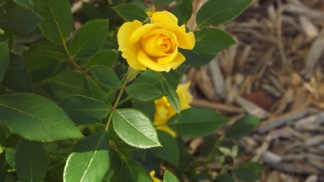 A Yellow Rose from Arkansas